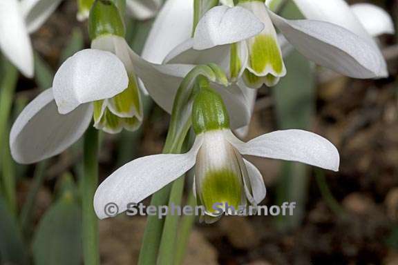 galanthus elwesii 3 graphic